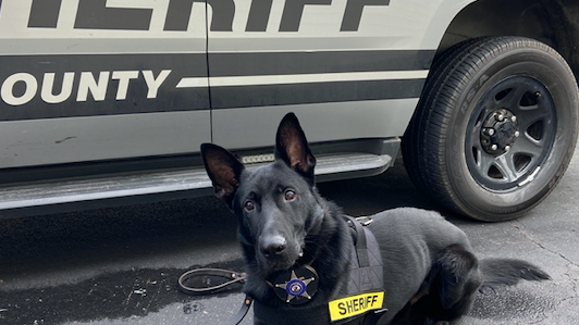 There's a new sheriff's dog in town, and his name's Ryker