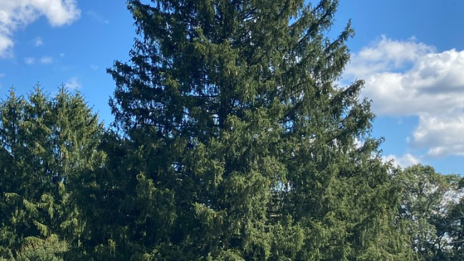 PHOTO: Meet this year's Rockefeller Center Christmas Tree – from Maryland!