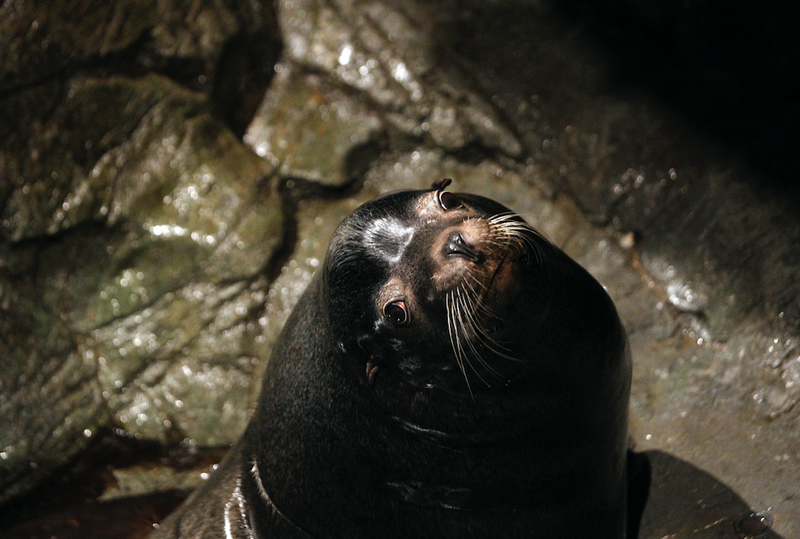 Biff the sea lion, 2009 picture