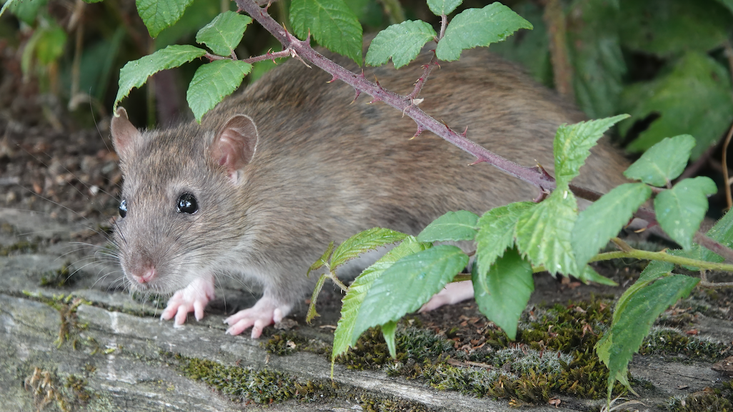 North Riverside blames wildlife enthusiasts for rat problem, will impose feeding fines