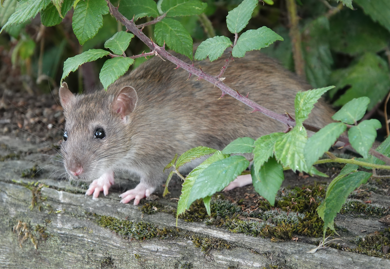 file image of a brown rat