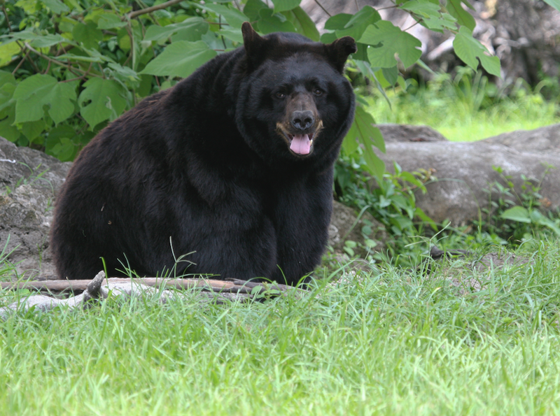 bear in forest