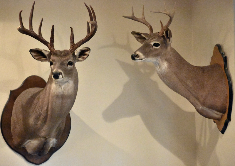 Deer mounts on the wall