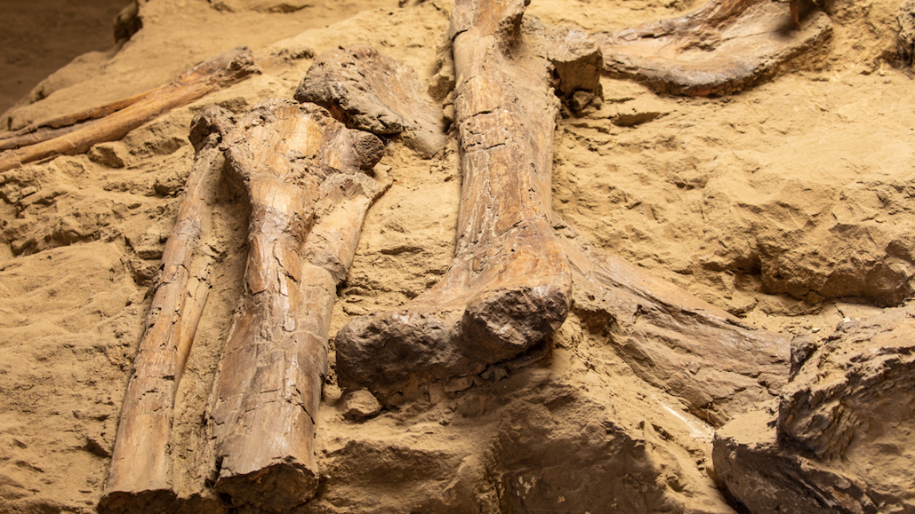 Field Museum associate contributes to historic dinosaur dig in Missouri