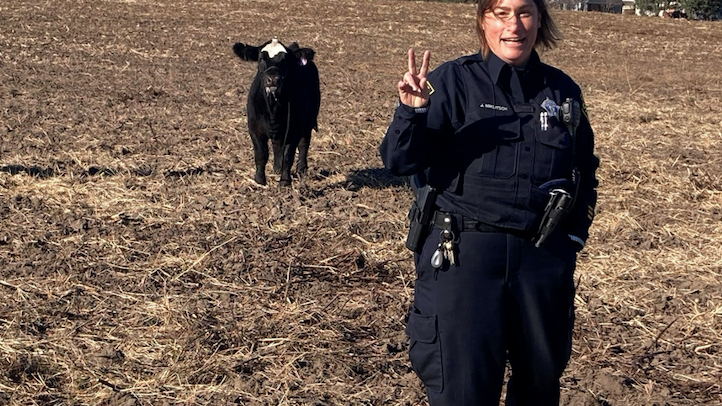 South Elgin cops help round up wayward cow