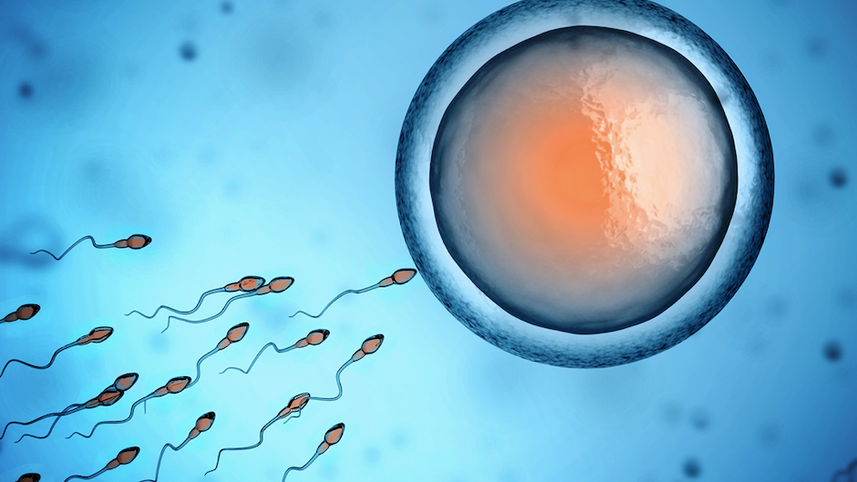 Feds: Doctor used animal catheters on human fertility patients