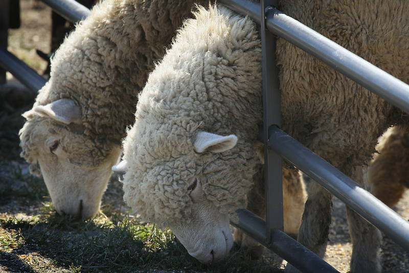 sheep grazing