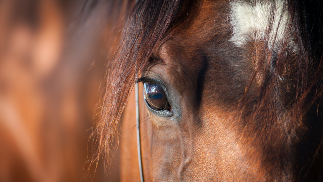 Dozens of horses led to safety as barn burns near Elgin