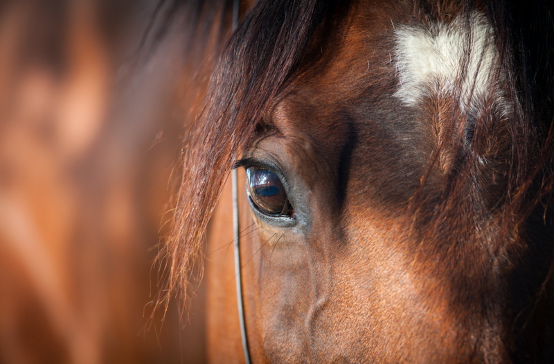 Horses