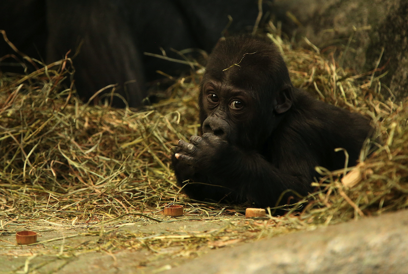 gorilla at Brookfield Zoo