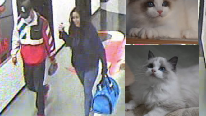 Police want help with cat caper: Who are the people who rescued discarded kittens at O'Hare?