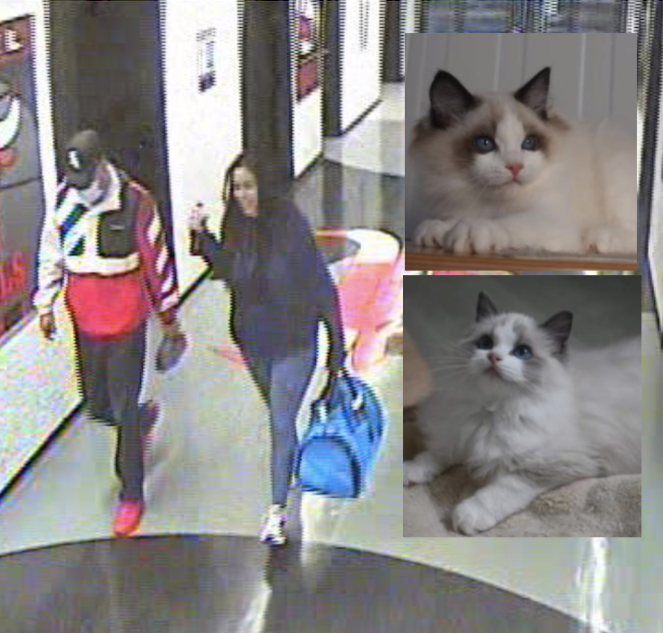 cats missing from O'Hare