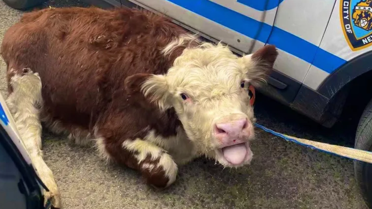Cow that escaped Queens slaughterhouse now at NJ sanctuary