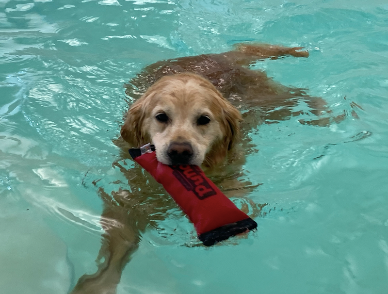swimming dog