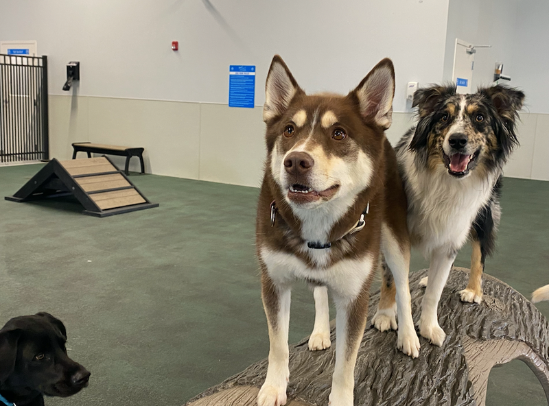 dogs