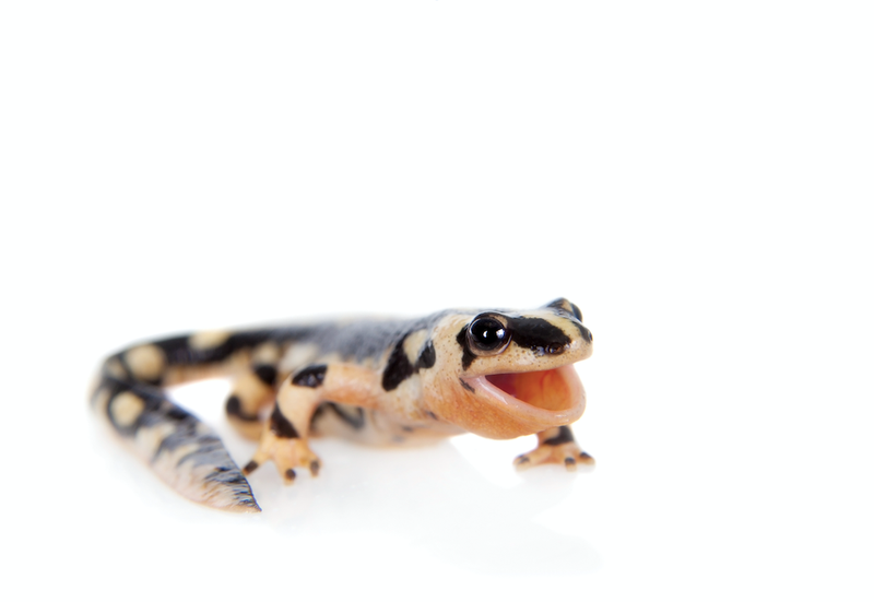Kaiser newt