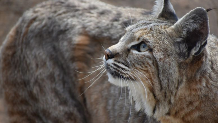 Wheaton zoo announces death of Val the bobcat