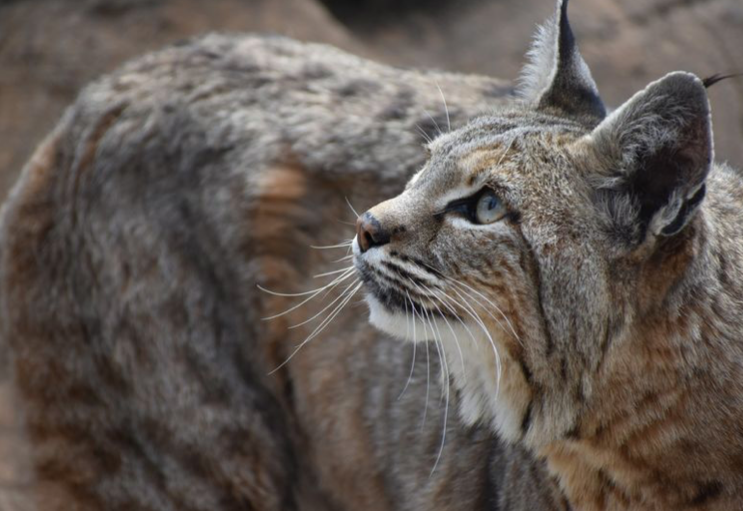 Val the bobcat
