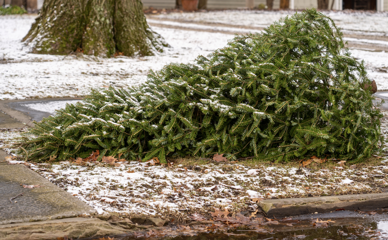 Christmas tree on curb