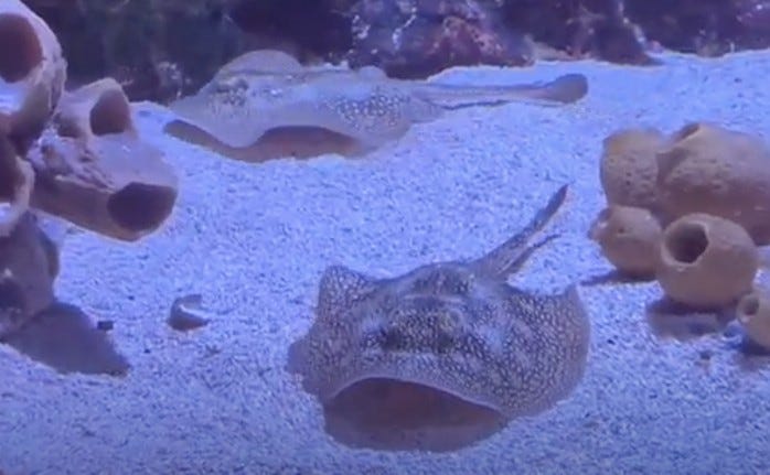 Blueberry and Chocolate Chip: The new Yellow Stingray babies