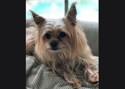 Nixon the Yorkie Pomeranian