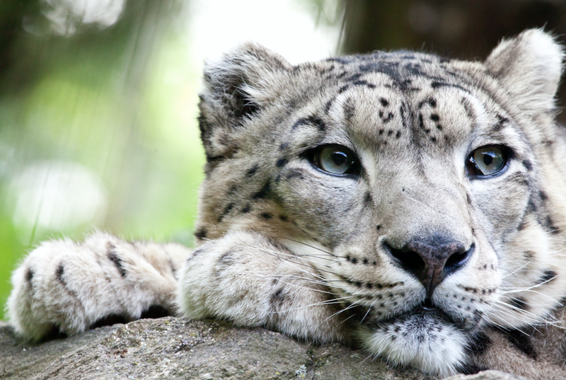 snow leopard file image