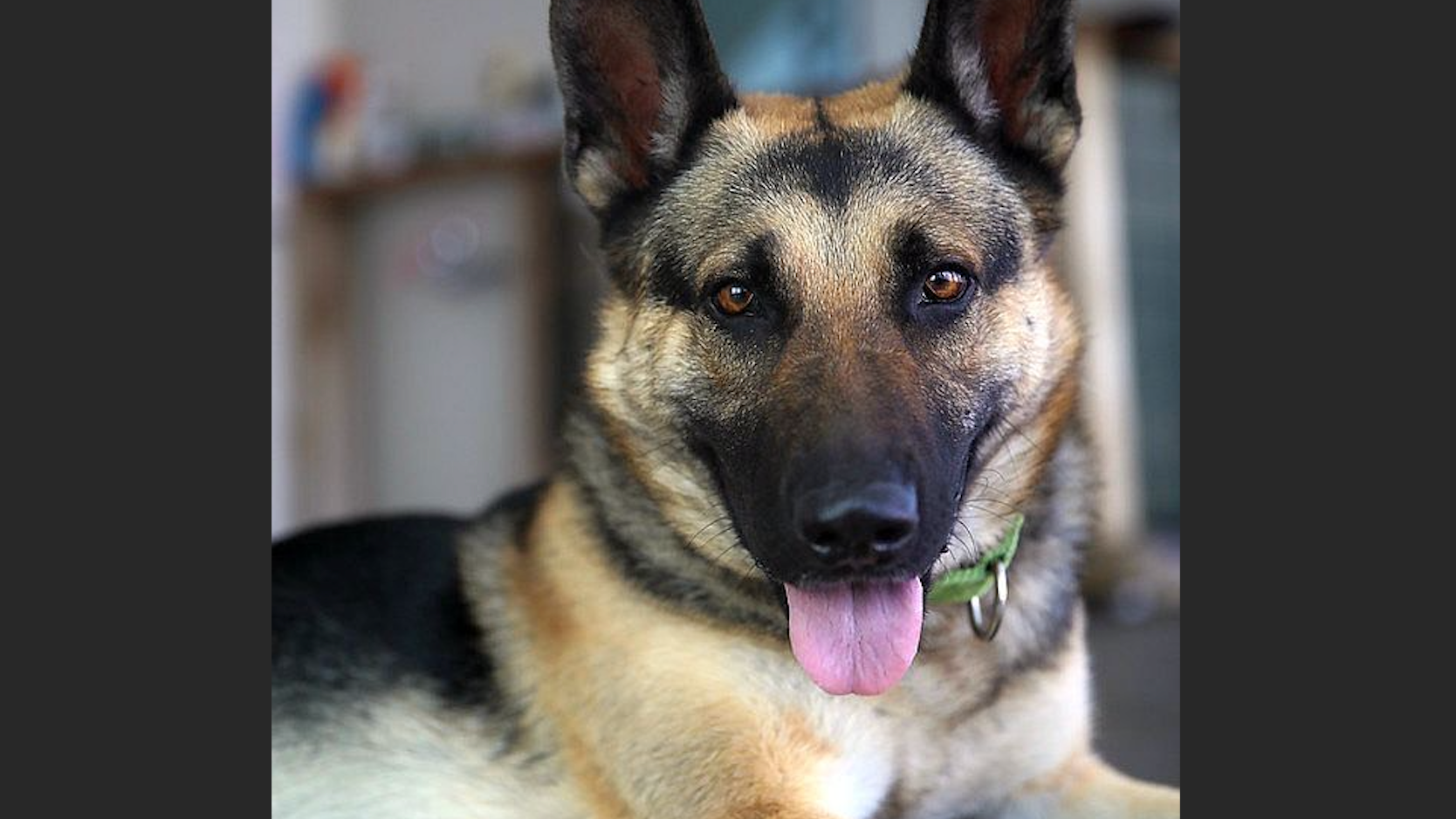 Stolen service dog found, reunited with owner in San Francisco