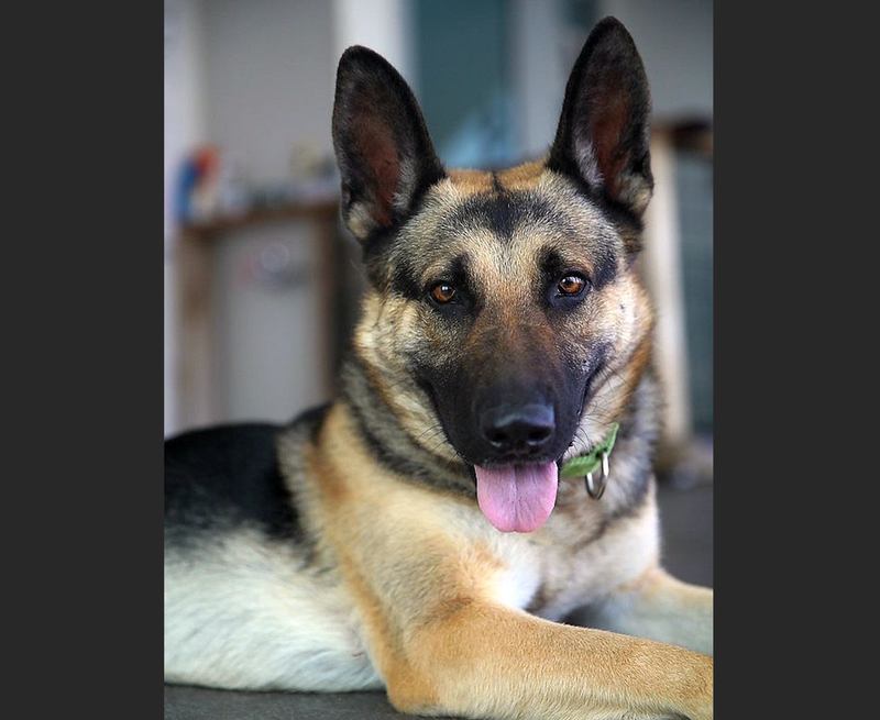 "Summer" was reunited with its owner on Thursday.