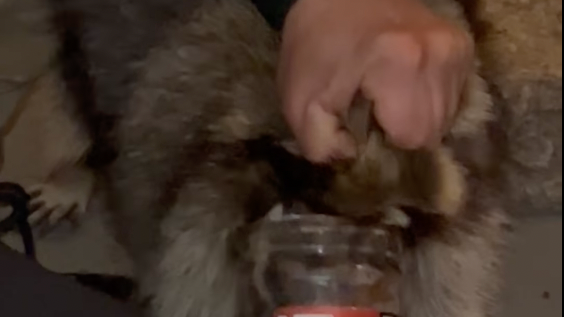 VIDEO: LI animal rescue group frees raccoon with jar stuck on its head