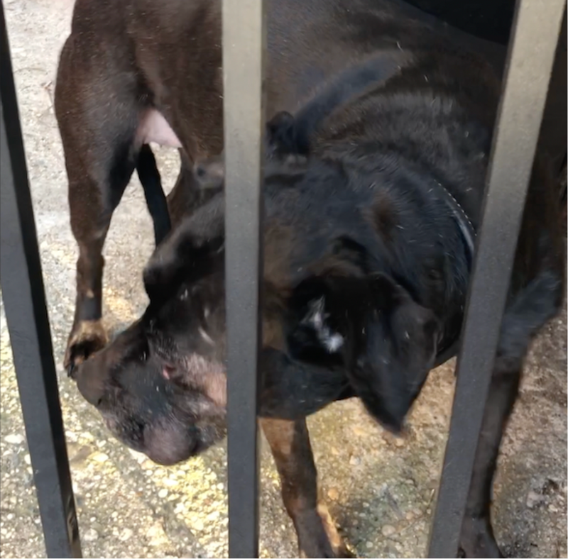 Holly Acker's Labrador mix dog