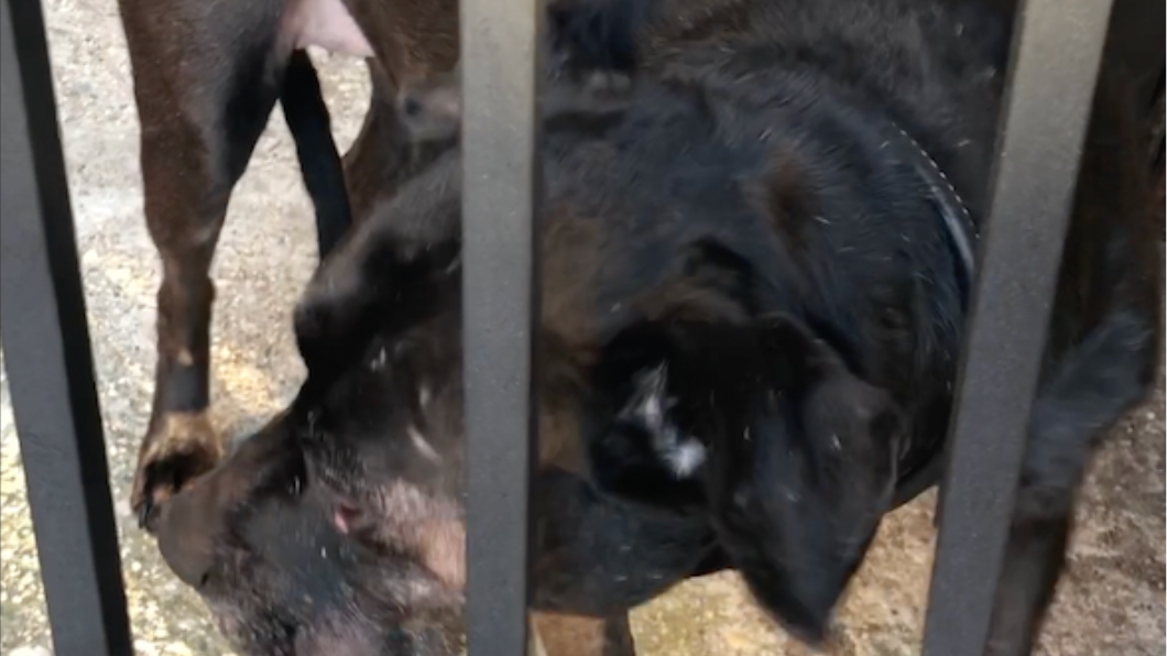 LI woman faces animal cruelty charges for leaving dog outside overnight in freezing cold