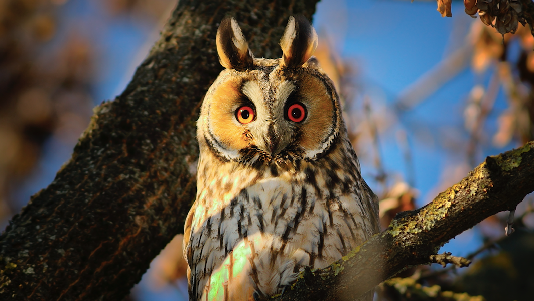 Environmental group to shutterbugs: Leave owls alone
