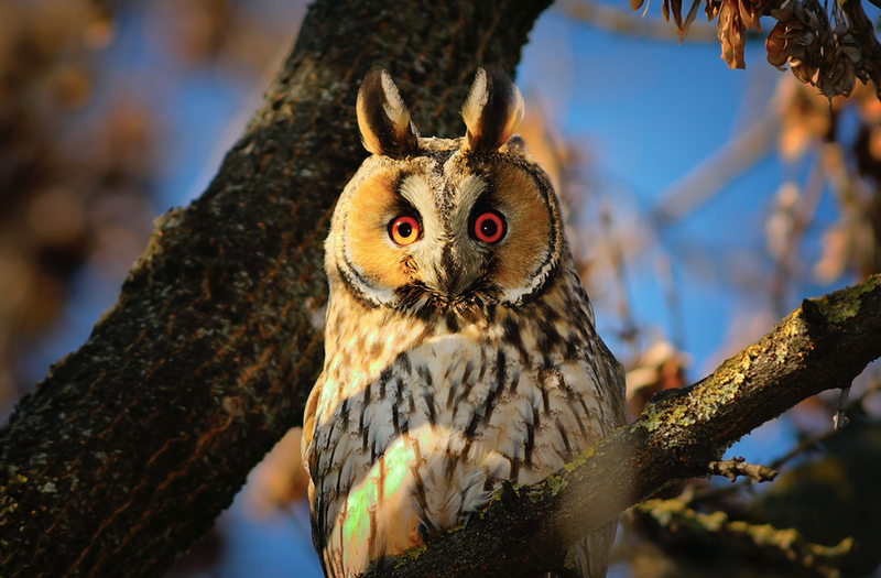 long eared owl