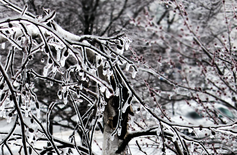 ice on tree