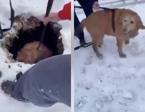 Dog rescue