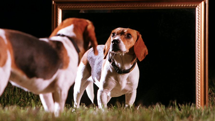 Pet cloning is not cheap, allows owners to preserve their fur babies: expert