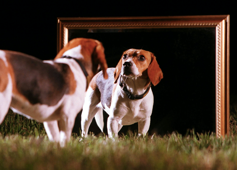 pet cloning