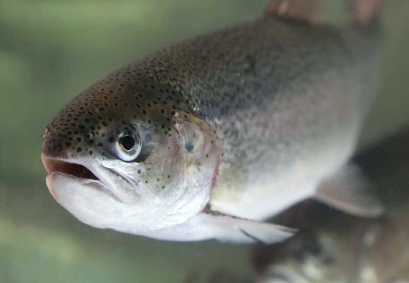 trout