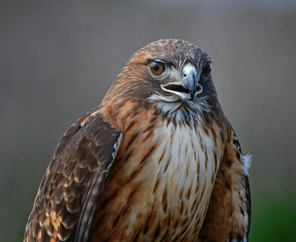 red tailed hawk