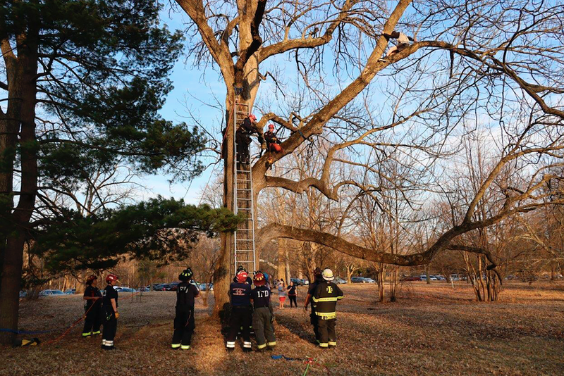 Teen stuck in tree in Indianapolis