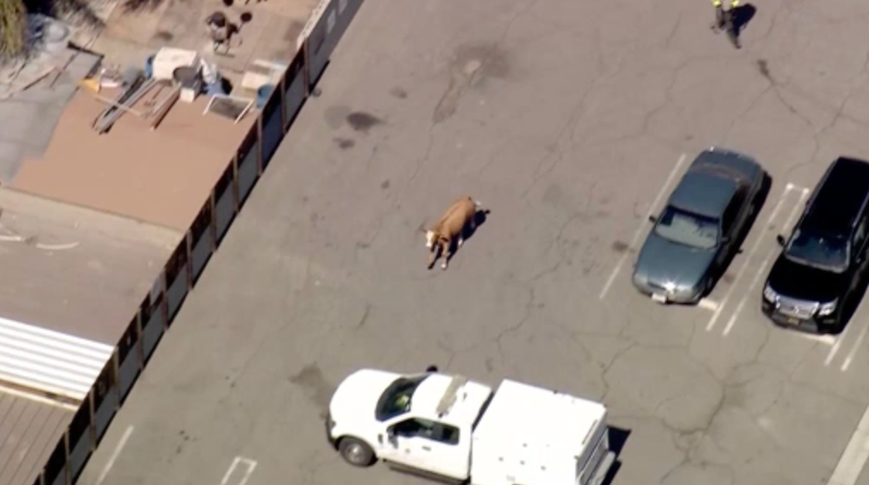 Cow chase in Los Angeles.