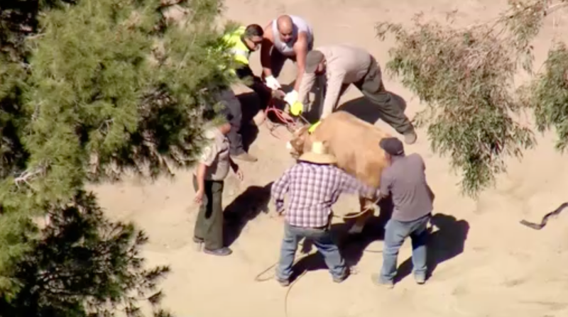 Cow chase in Los Angeles.