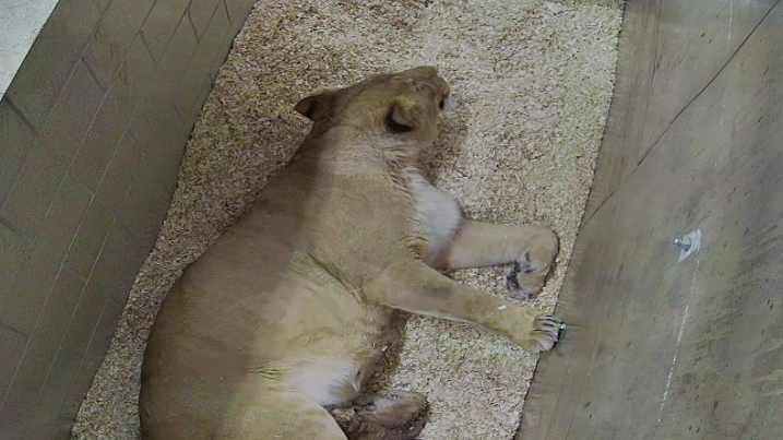 Lincoln Park Zoo announces birth of lion cub; so far, so good