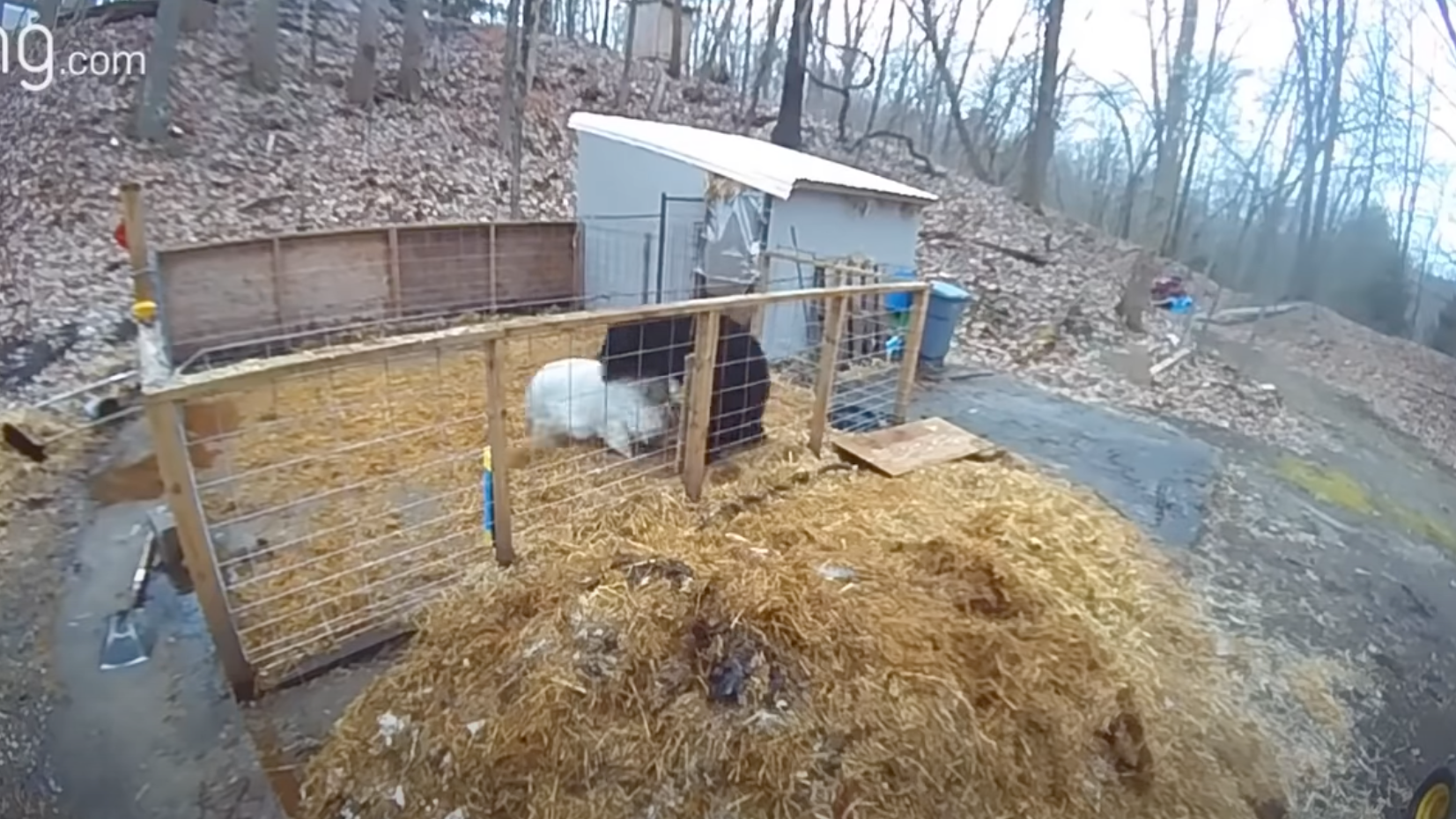 WATCH: Brave pigs fight off black bear