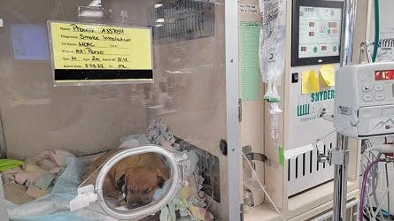 Puppy rescued from Clinton Township apartment fire fighting for his life in oxygen chamber