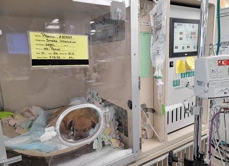 puppy in hospital