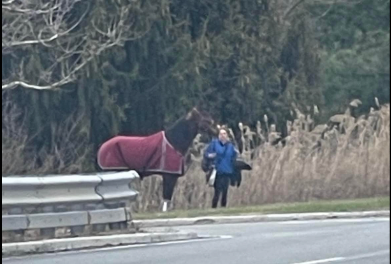 Horse removed from trailer after crash