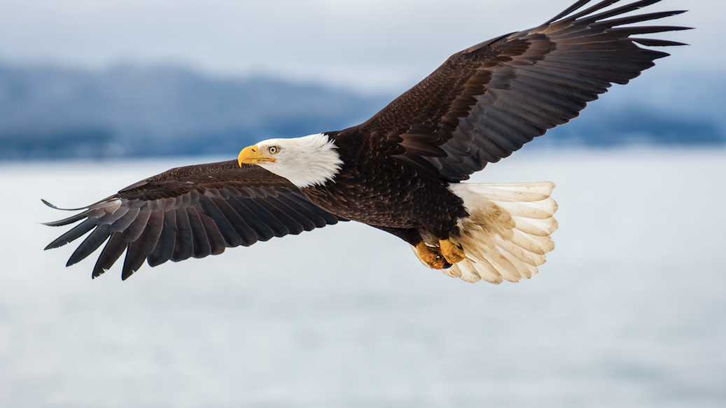 Eagles are dying in central Illinois with lead in their systems