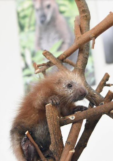 porcupette