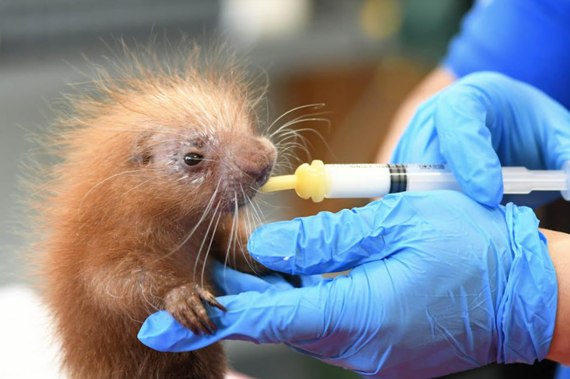 baby porcupine
